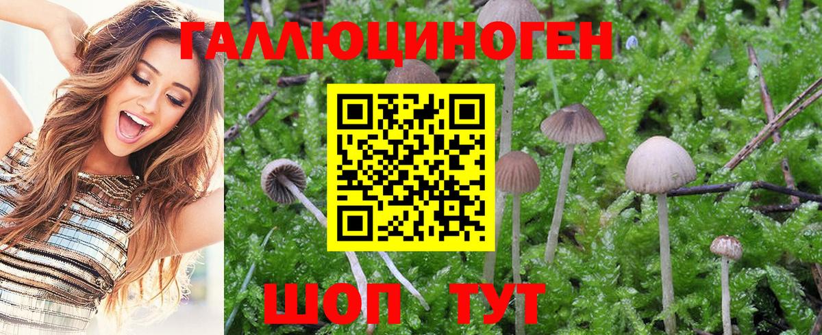 Псилоцибиновые грибы Psilocybe Малоярославец